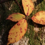 Herfst_in_Zuid_Limburg_3