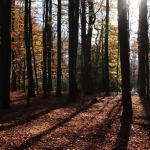 Herfst_in_Zuid_Limburg_4