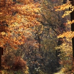 Herfst_in_Zuid_Limburg_5