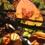 Herfst_in_Zuid_Limburg_7