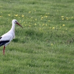 Lente_in_Zuid_Limburg_5