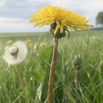 Lente_in_Zuid_Limburg_6