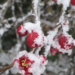 Winter_in_Zuid_Limburg_9