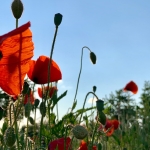 Zomer_in_Zuid_Limburg_3