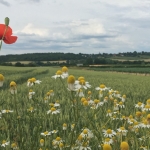 Zomer_in_Zuid_Limburg_4