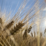 Zomer_in_Zuid_Limburg_6