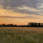 Zomer_in_Zuid_Limburg_9